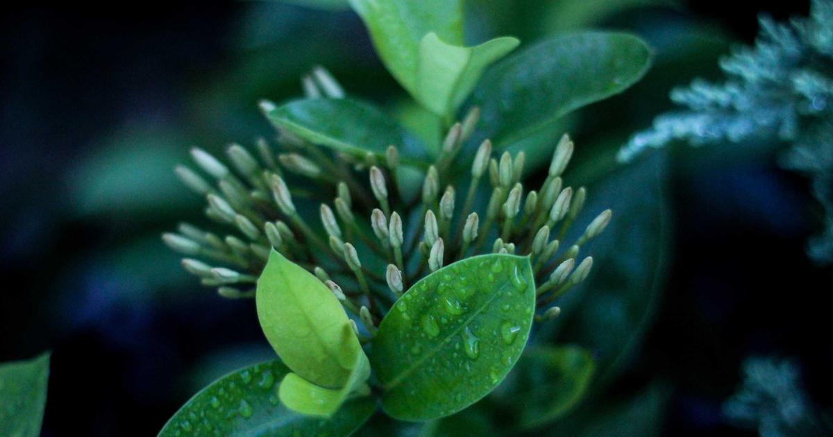 Building a CLI Tool with Go and Cobra